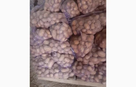 Продам товарну картоплю білих сортів крупним оптом від 10 тонн