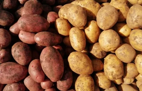 Продаж картоплі червоних та білих сортів