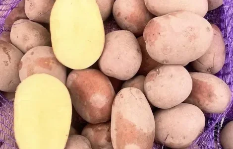 Реалізація товарної картоплі червоних сортів крупним оптом від 20 тонн