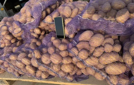 Продам картоплю Акустик оптом від 20 тонн товарна Чернігівська область якість