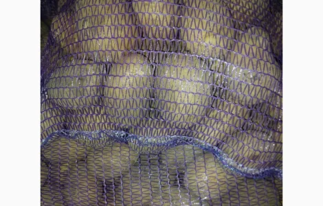 Продаж товарної картоплі білого сорту оптом від 20 тонн. Калібр 5