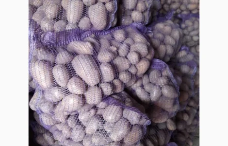 Продаж товарної картоплі сорту Мелоді