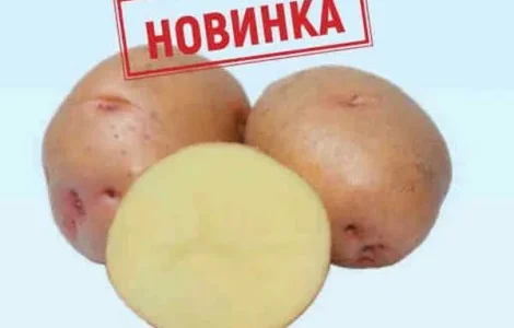 ФХ реалізує насіння картоплі