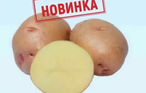 ФХ реализует семена картофеля