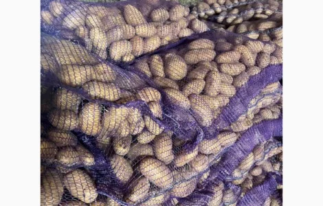 Продаж товарної картоплі сорту Гранада оптом від 20 тонн. Калібр 5