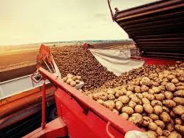 Куплю картоплю 2-го сорту гуртом / Картофель второй сорт на переработку