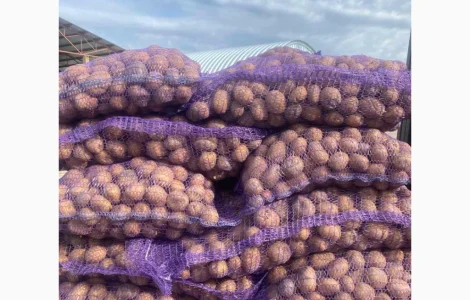 Закупівля товарної картоплі від фермерів