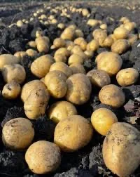 Закупівля картоплі оптом від 10 тонн - товарна