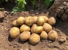 Закупівля картоплі гуртом - середня