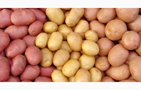 Куплю картоплю білих та червоних сортів оптом від 10 тонн. Київ