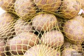 Купуємо насіннєву картоплю з фракцією 35–50 мм / Семенной картофель фракция 35