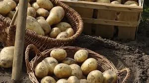 Куплю картоплю другого сорту на бюджет