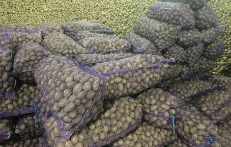 Куплю НАСІННЄВУ картоплю оптом та товарну партії від 80 тонн дорого вся Україна