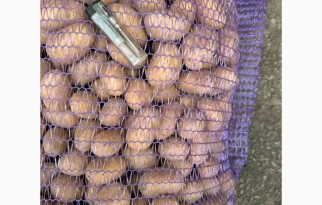 ЗАКУПОВУЄМО картоплю великим оптом на постійній основі. Шукаємо реальних виробників