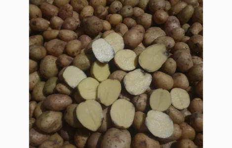 Продам картоплю