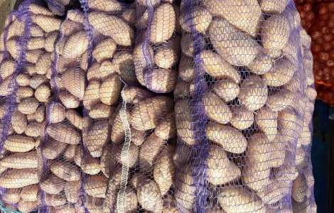 Продам Картофель Оптом цена 5 грн. 40 тонн