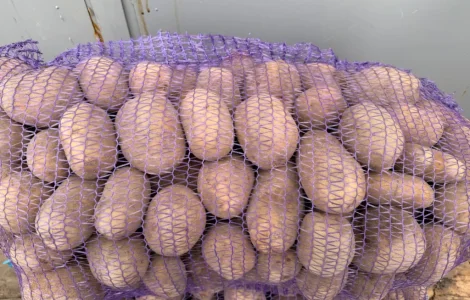 Продам картоплю