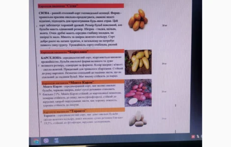 Продам насіневу картоплю нідерландської селекції