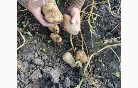 Продам картоплю товарну