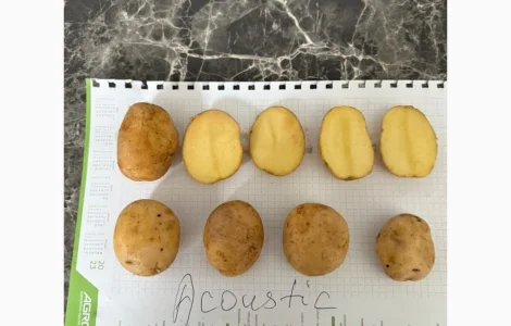 Імпортне насіння картоплі з Європи