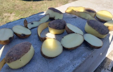 Продам картоплю