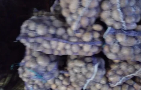 Продам картоплю посадкову