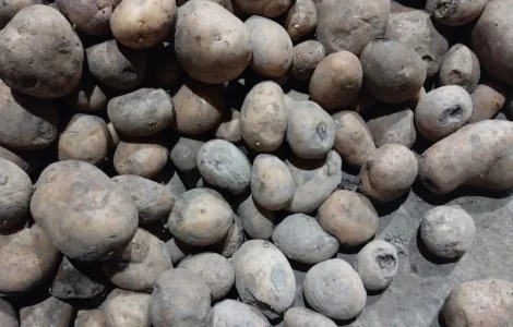 Продам картоплю 2-й сорт