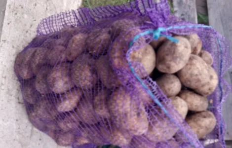 Продам картоплю