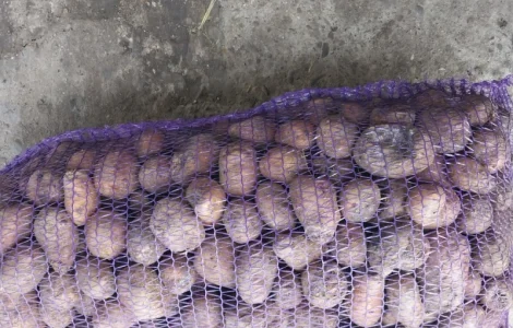 Продам картоплю на корм