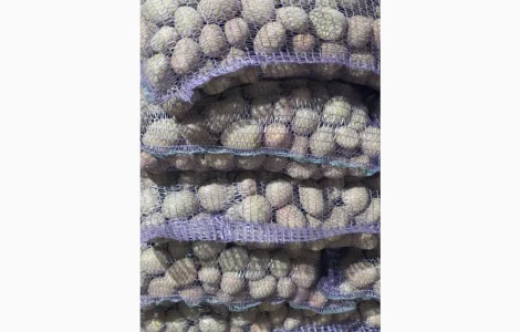 Продается семенной картофель сортов Гранада и Беллароса