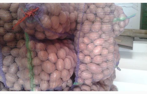 Продам товарну картошку сорт белла росса