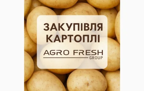 Надійне партнерство в закупівлі картоплі
