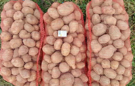 Товарна картопля сорту Королева Анна