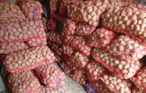 Дрібна картопля на корм тваринам