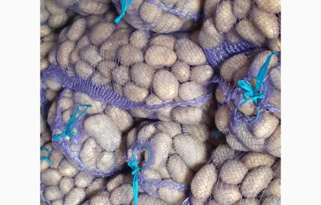 Продам велику картоплю сорту Арізону