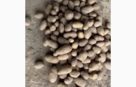 Продам Картоплю від фермера