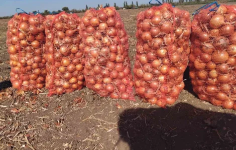 Обміняю об'єм якісної цибулі на якісну картоплю