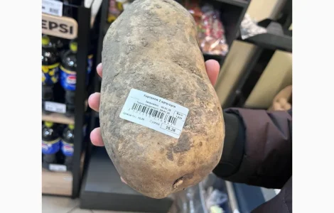 Картопля насінева