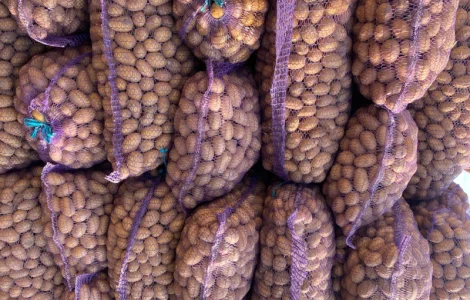 Продам насіннєву картоплю різних сортів