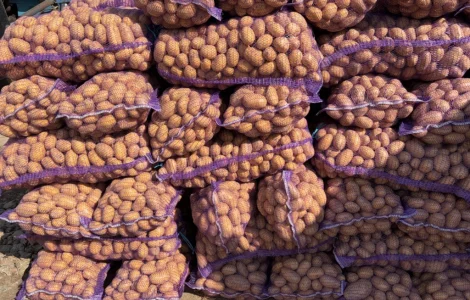 Продам товарну картоплю різних сортів