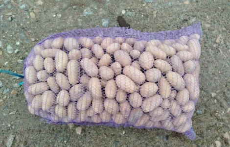 ФГ продає насінневу картоплю сортів Королева Анна та Гранада від виробника