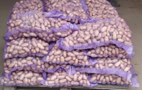 Продается семенной картофель сортов Королева Анна и Гранада от производителя