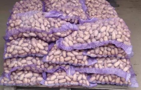 ФХ ПРОДАЁТ СЕМЕННОЙ картофель сортов Королева Анна и Гранада от производителя