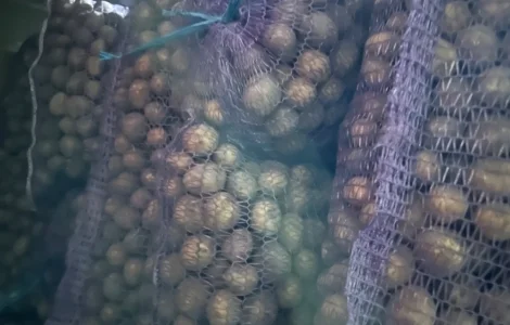 Продам картоплю