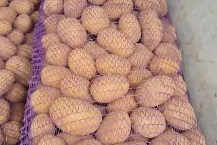 Куплю картоплю товарну