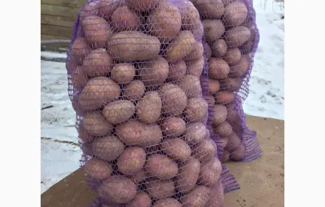 Продам продовольственный картофель
