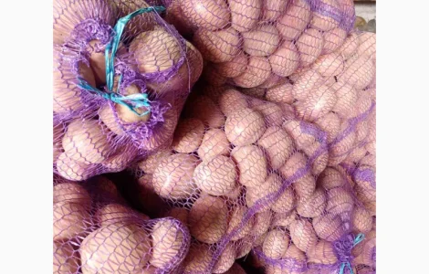 Продам картоплю Белла Росса від населення