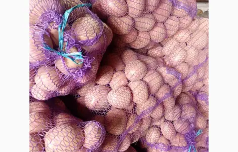Продам картоплю Белла Росса від населення