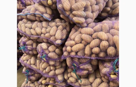 Домашня картопля товарна