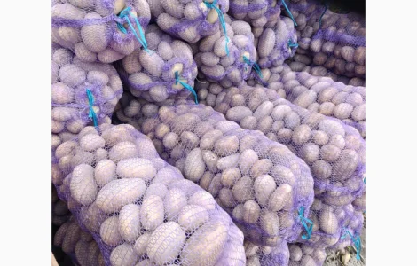 Продам товарну картоплю сорт бела роса